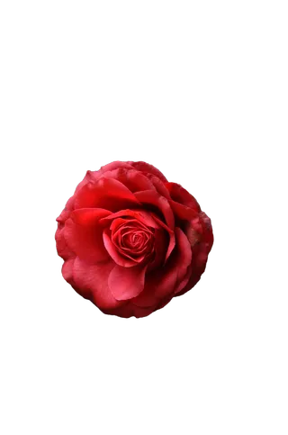 花朵|红色|花卉|免抠|PNG