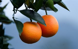 果园里的橙子