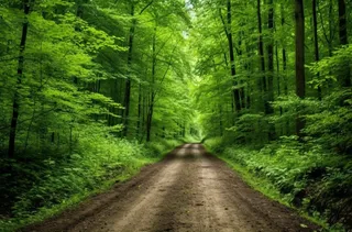 绿色茂密的森林中间有一条土路摄影图