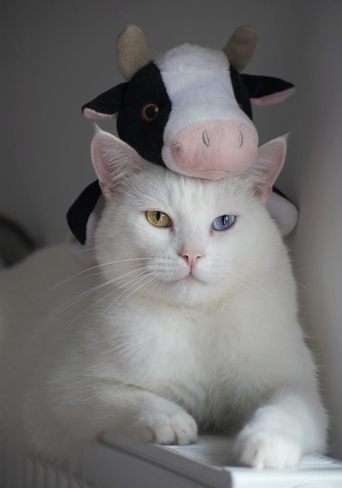 可爱猫咪猫猫摄影素材