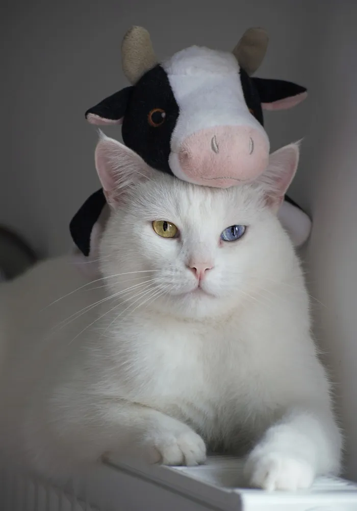 可爱猫咪猫猫摄影素材