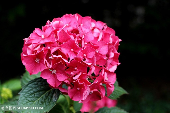 高清红色绣球花特写图片