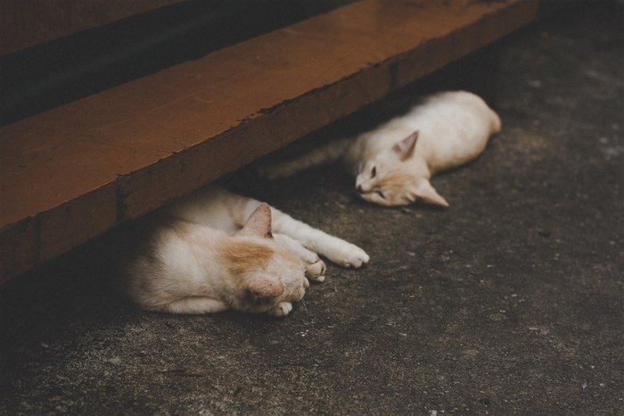 躺着睡觉的小猫高清素材图