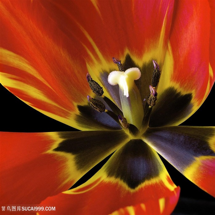 超高清鲜花花蕊微距摄影图片