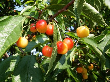 高清樱桃树图片下载