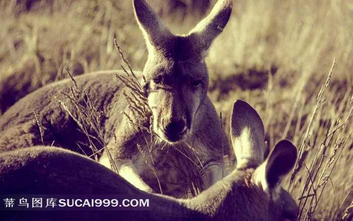 草地上趴着的袋鼠