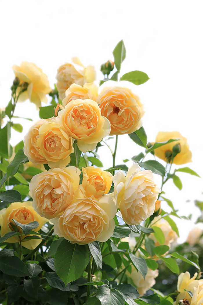 免抠黄色月季花