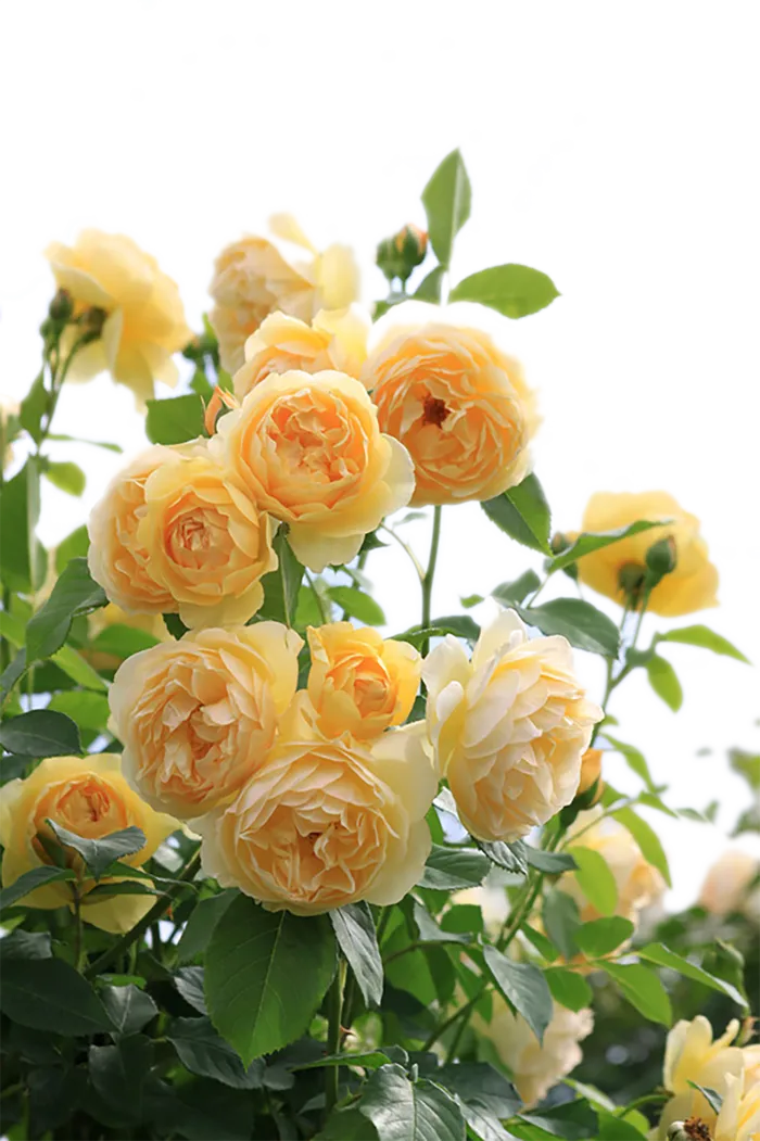 免抠黄色月季花