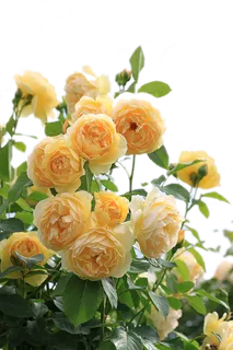 免抠黄色月季花 免抠黄色月季花