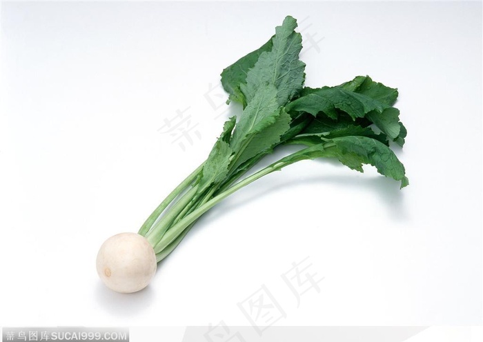 蔬菜瓜果-一颗小巧的萝卜