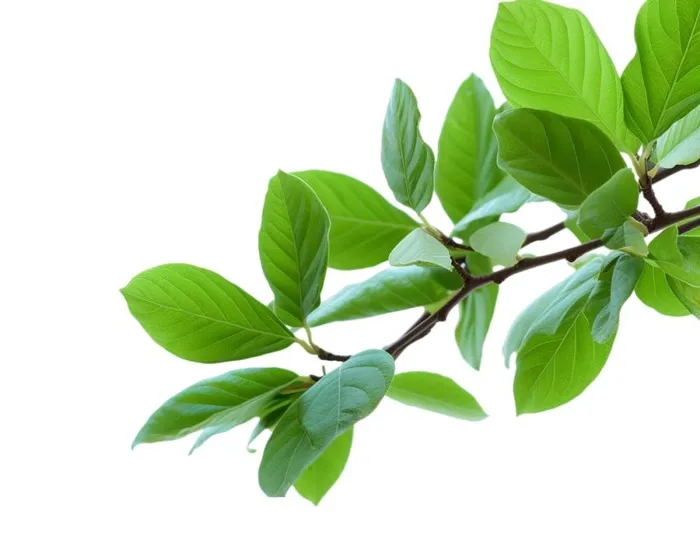 树枝绿色元素(1200x960)