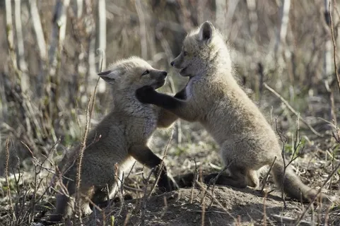 嬉戏打闹的小狐狸图片