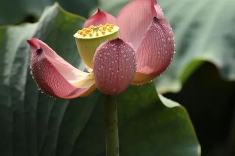 绿色简约节气清新意境背景