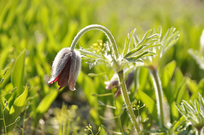 花朵 花束 植物 素材 (123)