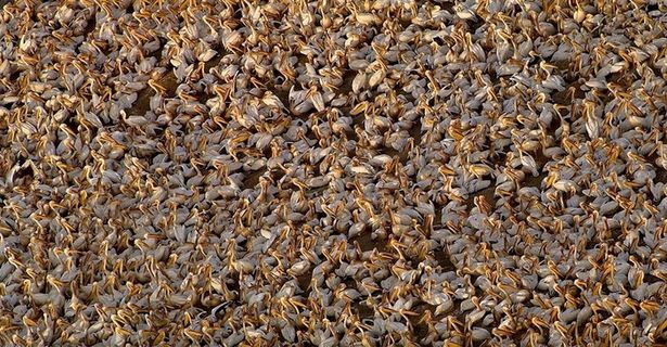 生态多样的白鸟