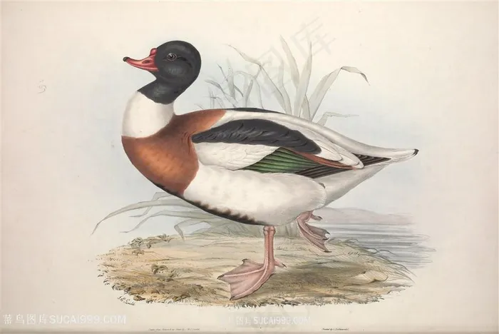 高清手绘欧洲飞禽鸟水彩插画