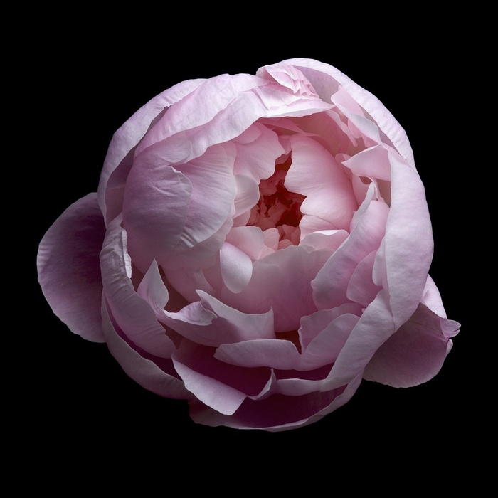 超高清粉色月季鲜花图片