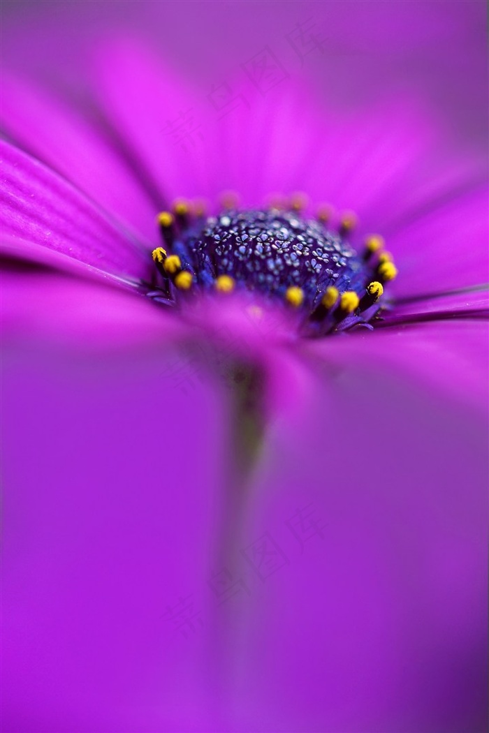 唯美花蕊鲜花图片高清