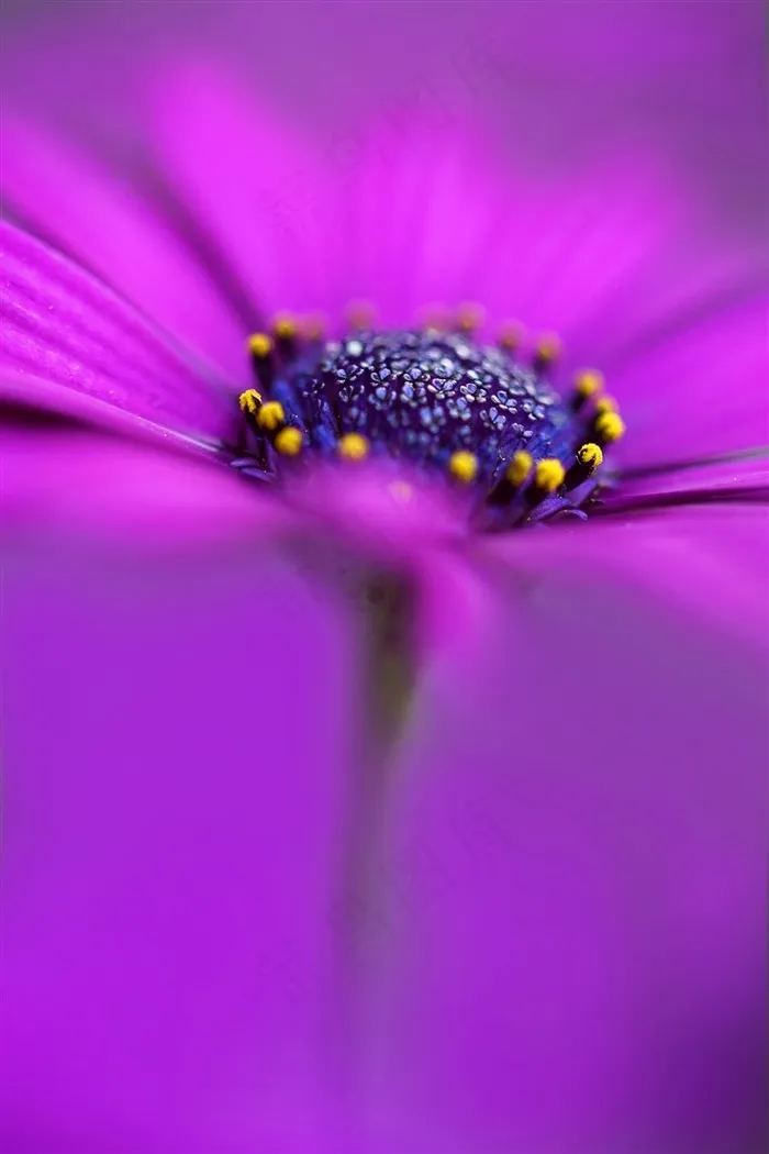 唯美花蕊鲜花图片高清