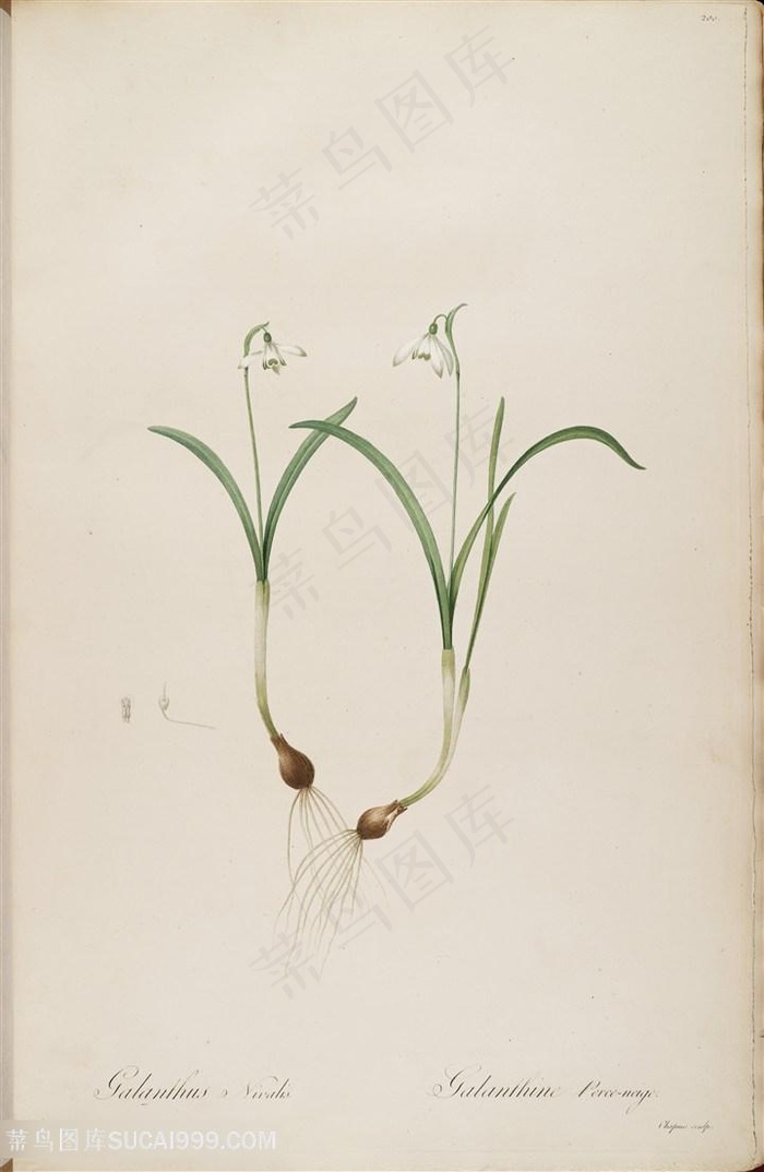 高清花草雷杜德原版插画