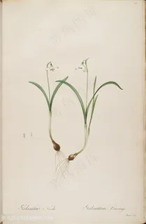 高清花草雷杜德原版插画 高清花草雷杜德原版插画