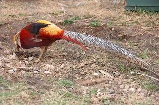 鸡母鸡走地鸡散养鸡鸡肉农村牧场山鸡山鸟