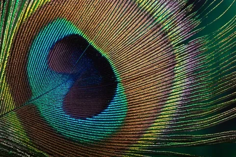 古典艳丽高贵孔雀羽毛高清摄影图