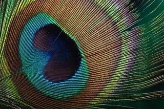 古典艳丽高贵孔雀羽毛高清摄影图