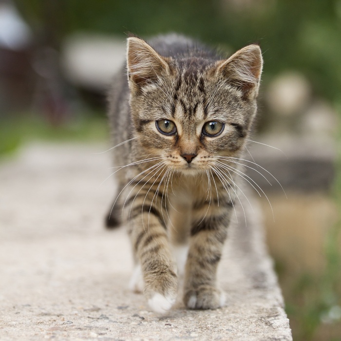 猫流浪猫野猫山猫动物猫仔设计素材小猫