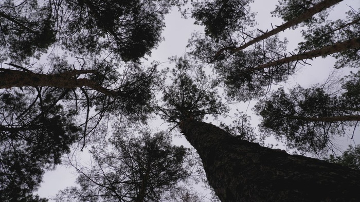 大树剪影的低旋转镜头