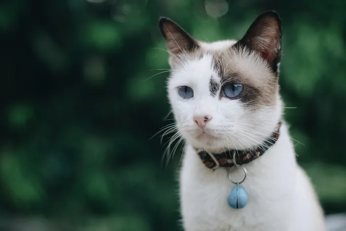 可爱猫咪猫猫摄影素材