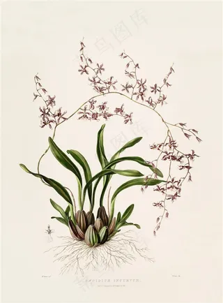 高清兰花花卉彩绘插画图片