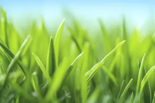 小草嫩叶嫩芽绿色海报素材背景