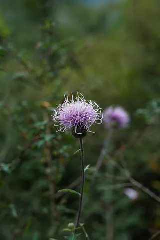 野生植物-蓟草