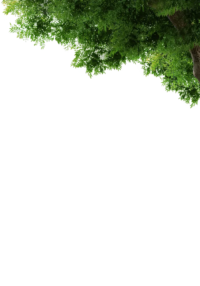 树木树枝树叶免扣素材