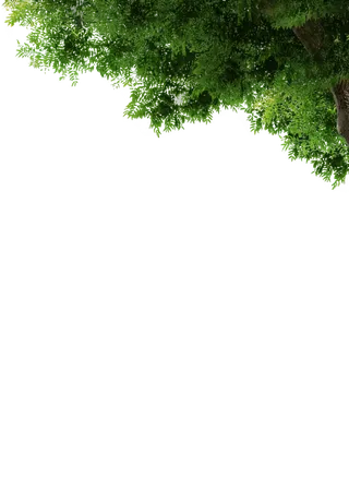 树木树枝树叶免扣素材