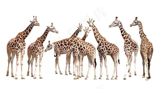 一群长颈鹿图片