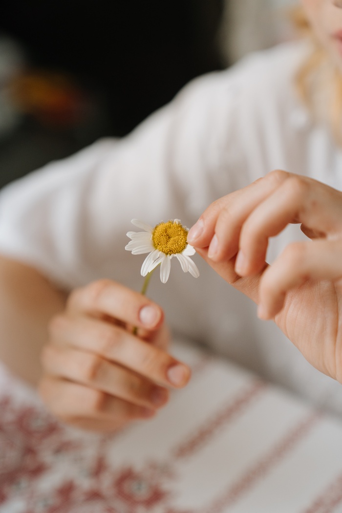 白色纯洁雏菊摄影素材