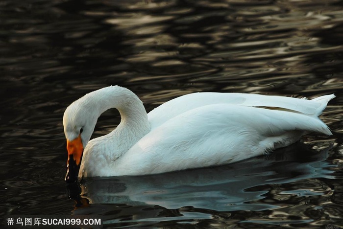 水中游的天鹅