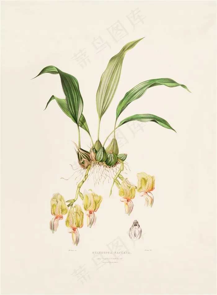 羞涩的兰花手绘彩绘插画图片