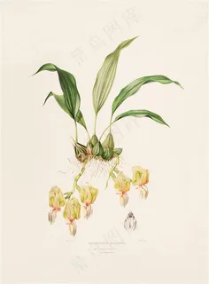 羞涩的兰花手绘彩绘插画图片