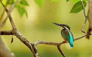 鸟类大全休憩的翠鸟摄影图