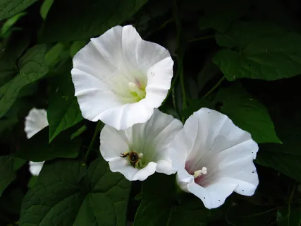 高清牵牛花图片下载 高清牵牛花图片下载