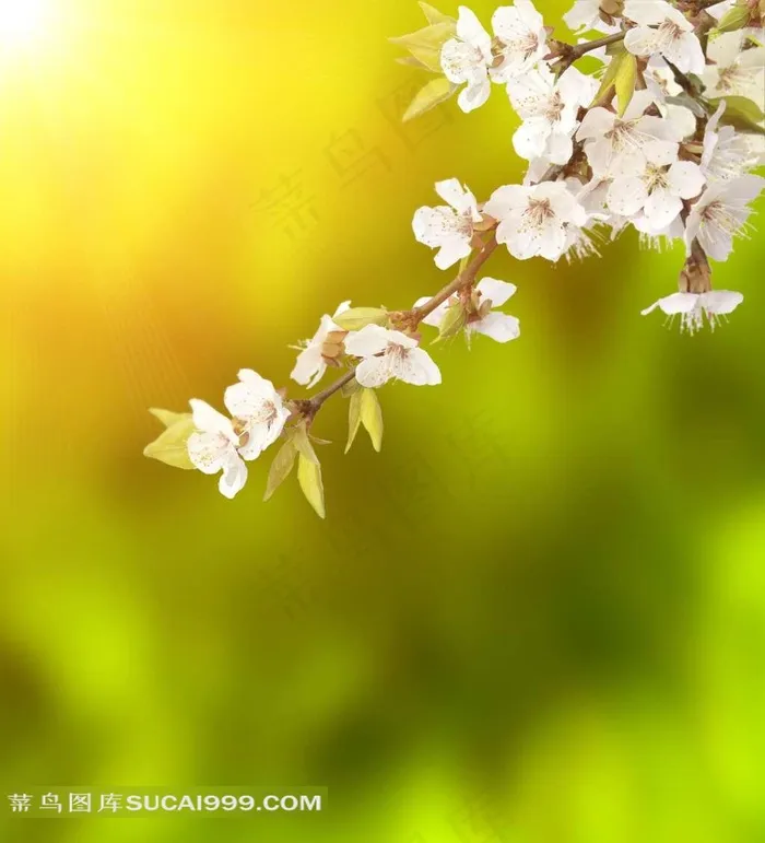 高清梅花背景图片下载