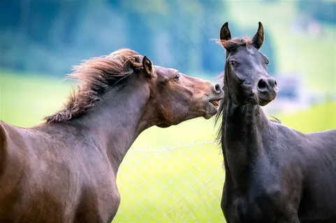 头对头的骏马图片