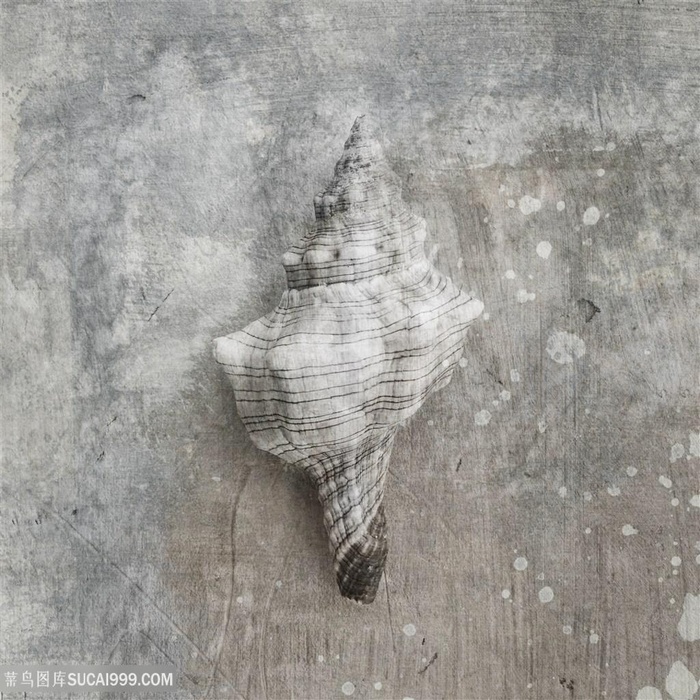 唯美黑白海螺高清装饰画