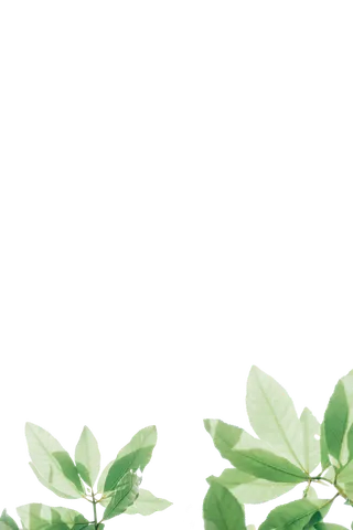 免扣的绿色茶叶