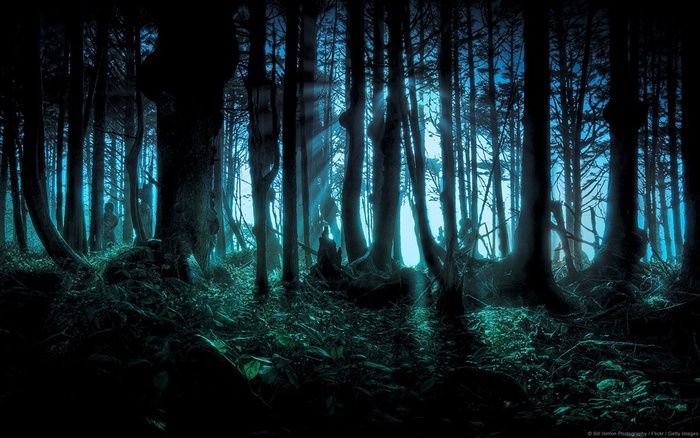 月光中幽暗的森林