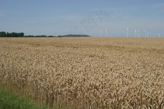 农田成熟小麦图片