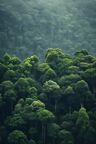 热带雨林森林树木摄影图